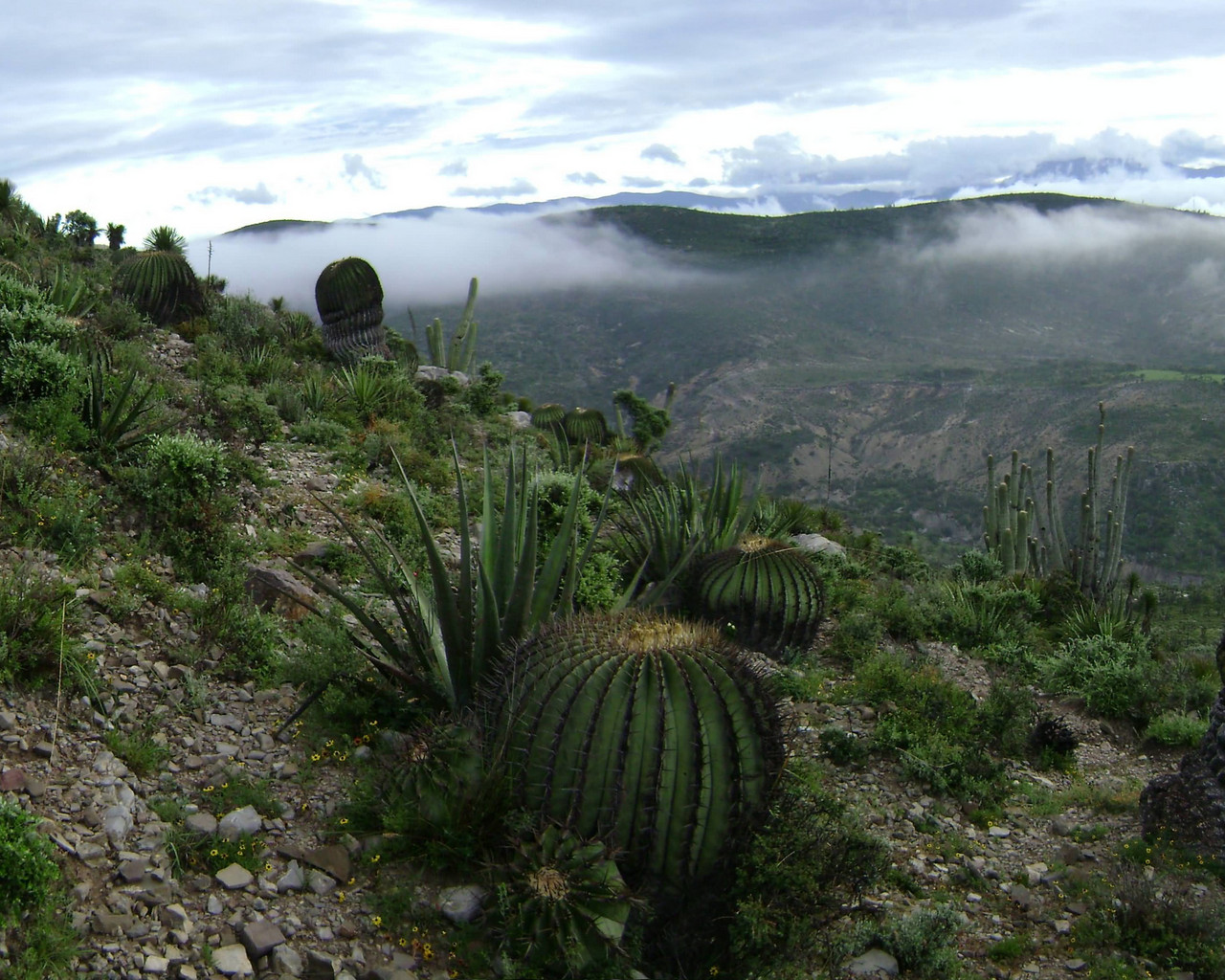 В Пуэбле можно посмотреть и на удивительную природу в биосферном заповеднике Теуакан-Куикатлан