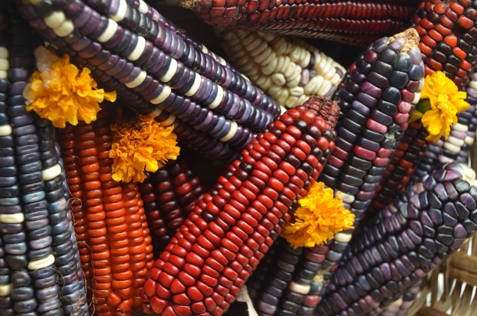 29 сентября – День маиса, который бывает здесь разноцветным. Поэтому предположение наших туристов, что куры в Мексике желтые, так как едят кукурузу, может быть неверным