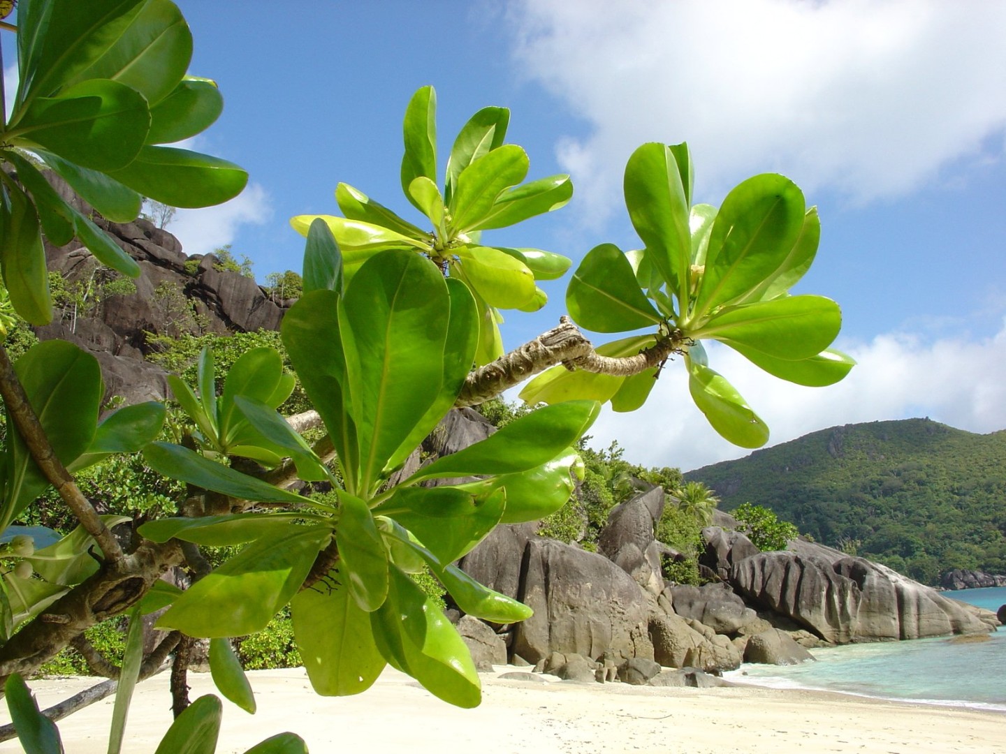 Природа Сейшельских островов растения