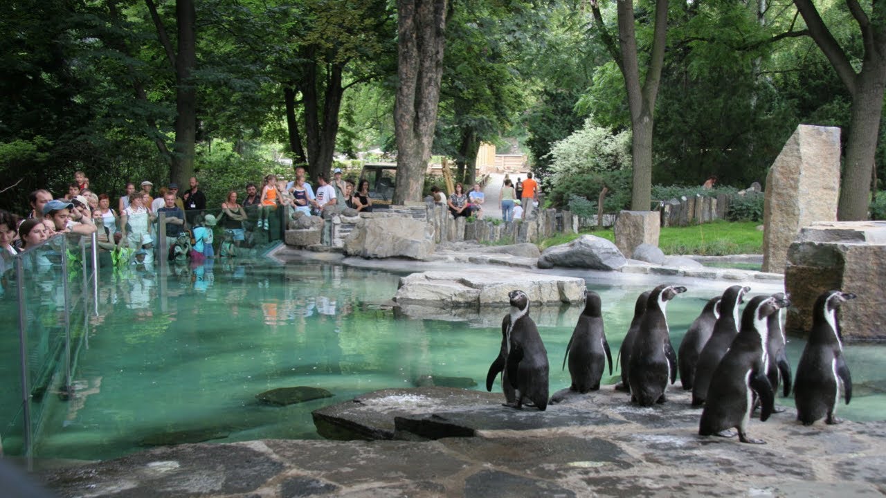 Рядом с пингвинами в Пражском зоопарке легче пережить жару