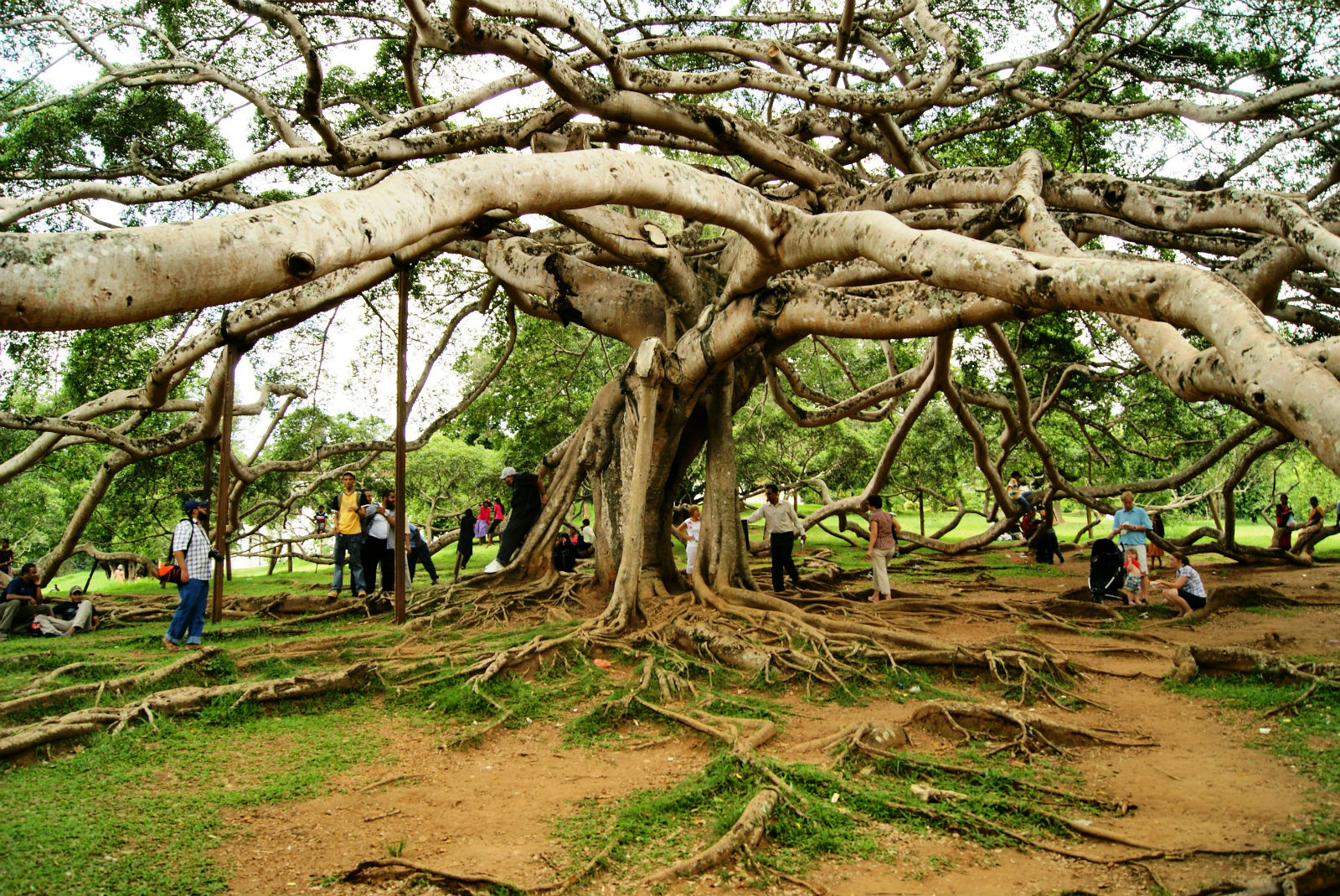 Королевский Ботанический сад Шри Ланка