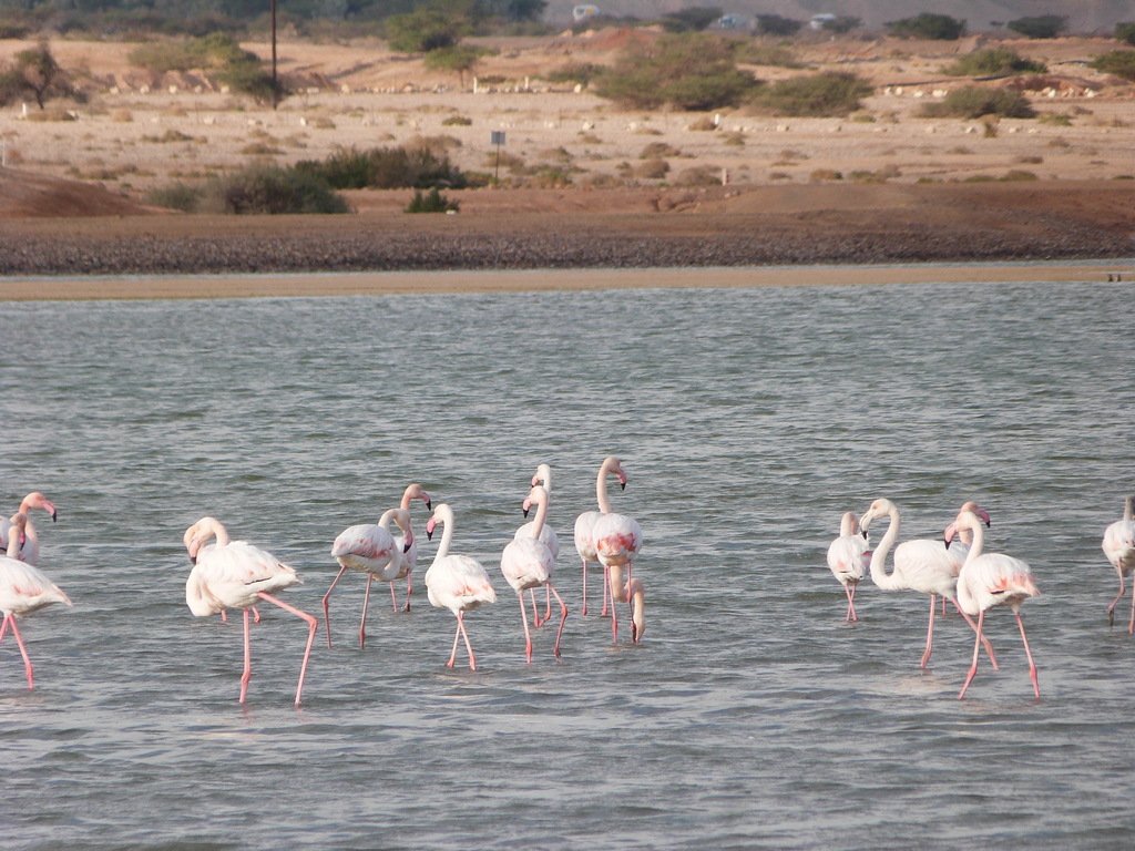 Фламинго на соляных озерах