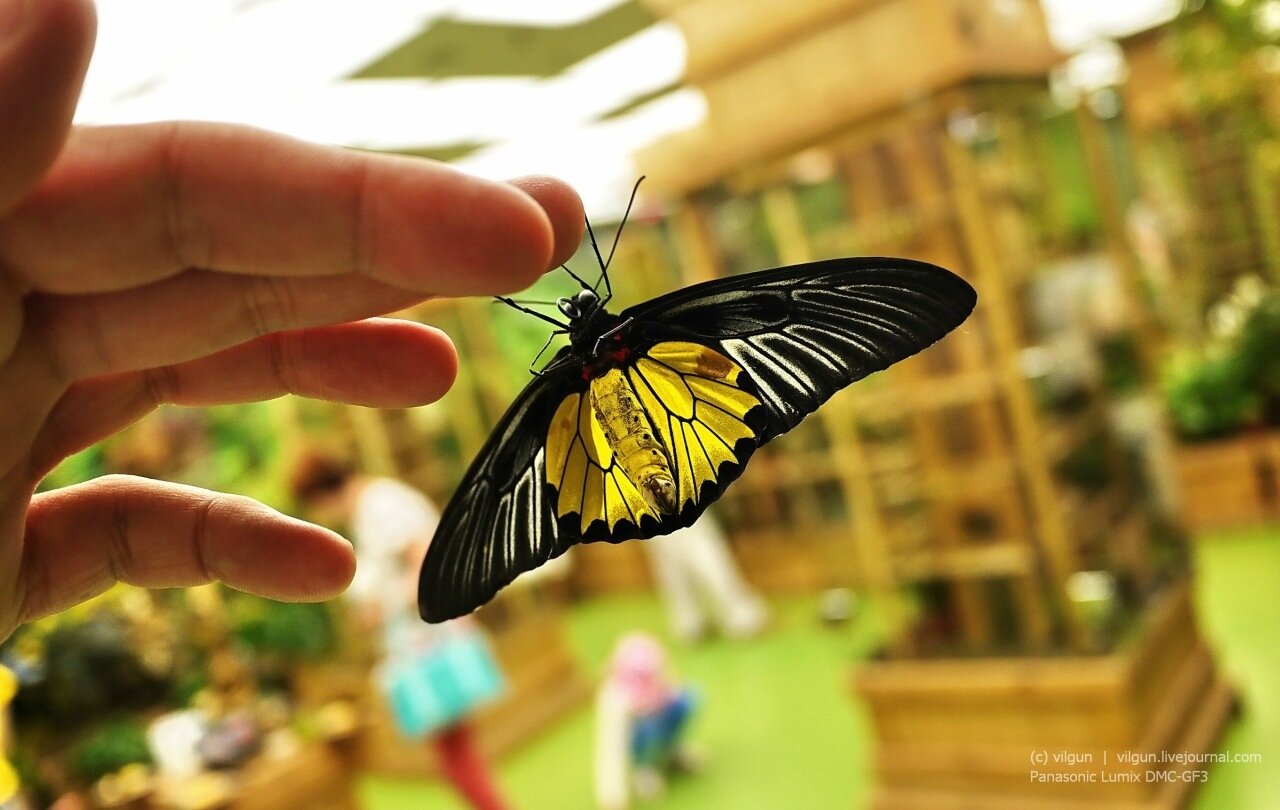 В музее бабочек в Санкт-Петербурге всегда ярко, тепло и познавательно как для детей, так и для взрослых. (Фото: vilgun.livejournal.com)